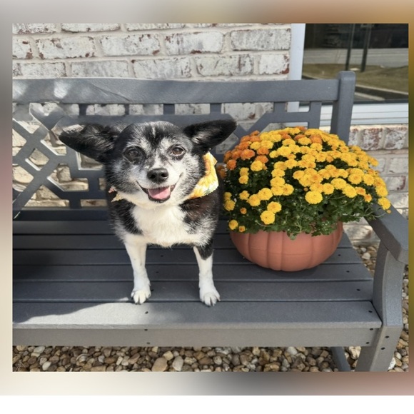 Chloe - Picture 1 of 1